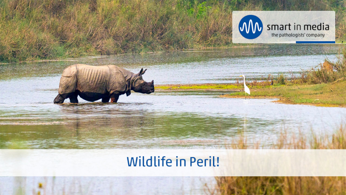 UseCase Thumbnail Rhinos EN